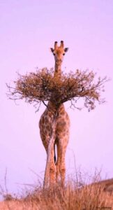 Hidden Gems in West Africa